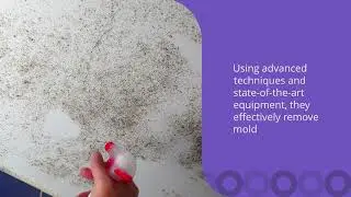 Mold Specialist | Spotless Cleaning & Restoration Specialist Inc. | Simi Valley, CA
