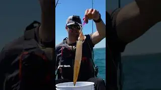 Kayak Squid Catch & Cook