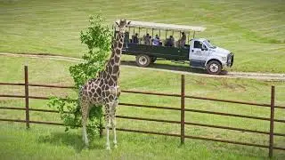 Experience Georgia Safari Conservation Park | A Wild Adventure in the Heart of Georgia