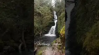 Love Killarney ☘️ #killarney #lovekillarney #dogtravel #travelwithdog #pomeranian #kerry #ireland