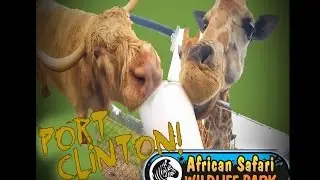 African Safari Wildlife Park - Port Clinton Drive-through Park