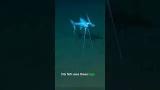 Bathypterois grallator | The Tripod Fish