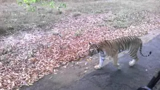 Tigress- Choti Tara sighting at Tadoba Tiger Reserve