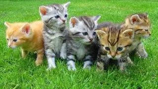 beautifull cats playing with each other and looking for fun