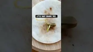 How to grow oranges in your backyard! creative explained