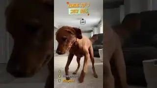 🐶💃 Dog Dancing Trend 2025 | Funniest Dog Shorts Compilation 🎶😂 #dogshorts #adorabledog #funny #pets