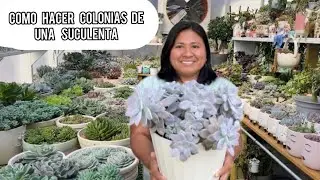 COMO HACER COLONIAS CON UNA SUCULENTA  Más facil