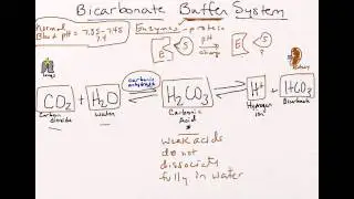 Bicarbonate Buffer System