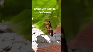 Borboleta saindo do Casulo