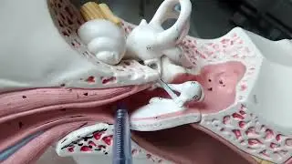 [Ear Anatomy Model (Part 1) | Head & Neck Anatomy for Medical Students] by Aden | Med & Beyond