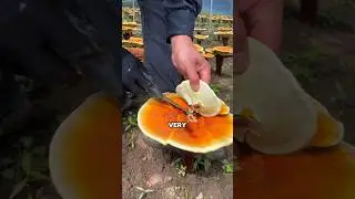 This Might Be the Most Valuable Mushroom in the World