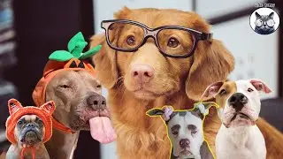 Dog videos help you relieve stress immediately 🐶 🐶 - Woa mew