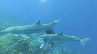 Incredible diving experience in Cura&ccedil;ao with Ocean Encounters & dolphins from Dolphin Academy!