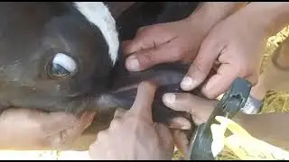 How to Apply Ear Tag ll Tagging of Cow Calf ll Tagging Method ll Applying Z Tag In Cows ll Cow Tags