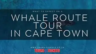 Whale Route Day Tour with Tours & Tickets South Africa