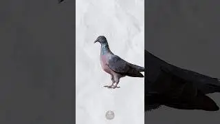 🧭 &iquest;Bandadas o GPS? As&iacute; navegan las aves mejor que nosotros | Solo por Curiosidad