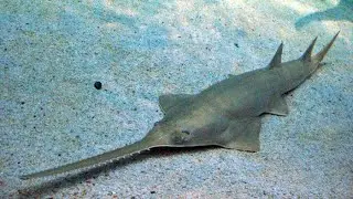 Anoxypristis Cuspidata