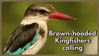 BROWN-HOODED KINGFISHERS calling