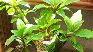 M&aacute;s podas, defoliados y redise&ntilde;os, acabamos