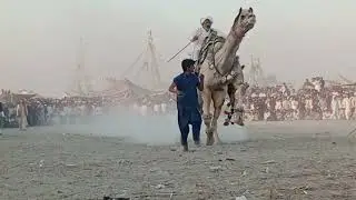 Mela Anayat shah final || Camel dance Mella