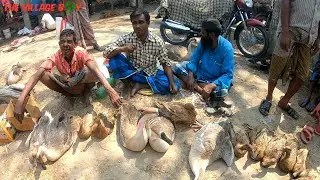 Amazing King Duck Village Market in Bangladesh||Big Village Market in Asia