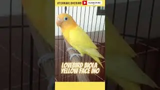 RARE ❗ LOVEBIRD BIOLA INO YELLOW FACE #shorts