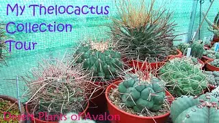 My Thelocactus Collection Tour | Cactus Collection Tour