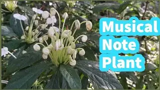 Musical Notes plant (Clerodendrum Incisum) | Musical Notes