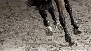Fade | Equestrian Edit