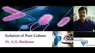 Isolation of Pure Culture