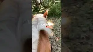 &ldquo;You got to get up and Try&rdquo;☺️💗 #equastrian #horselover #friendship #halflinger #fyp
