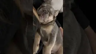 Sleeping with his tongue out ❤️ #frenchbulldogpuppy #frenchie #fluffy #puppy #frenchbulldog #cute