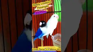 Ready Pasangan Lovebird Violet perso x Albino Mm #Shorts