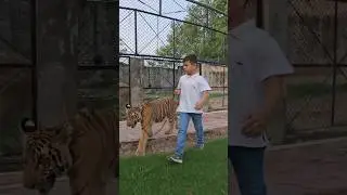 Little kid holding tiger 🐯 | Tiger Lovers 77 |