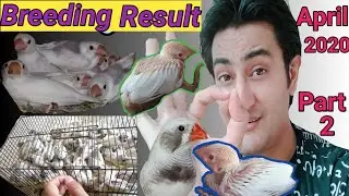 My Zebra Finch Birds Breeding Progress Result Of Colony Setup  Part-2 in Urdu/Hindi Mushtaq Khattak