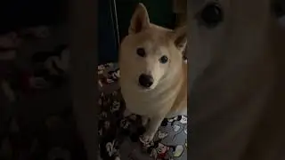 【柴犬きなこ】 #柴犬 #柴プー #shibainu #癒し #元気になる動画 #元気お届け #ペキ柴 #cute #theshibedoge #柴ズ母ちゃんのドタバタ劇場の動画はこちら