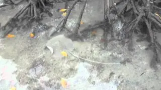 The Whipray Wriggle