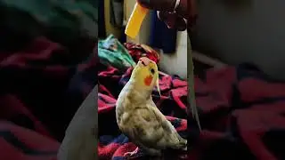 Playing With My Cockatiel Pico 🐦💛 | Cute Pet Moment