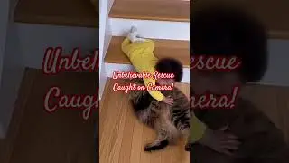 Hero Cat Saves Baby from Falling Down the Stairs! 🐱💥 | #HeroCat#viralcatshorts #petheroes