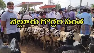 Nellore Goat and Sheep Market || నెల్లూరు గొర్రెల సంత