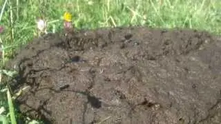 Fresh cow pat at Noar Hill