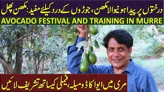 Avocado Farming in Pakistan 🌿 | National Avocado Festival 2025 Murree | Training & Value Addition