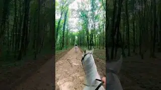 Babystop Flute - I want to move #equestrianinspiration #equestrianlife #horselover #nature #Maksimir