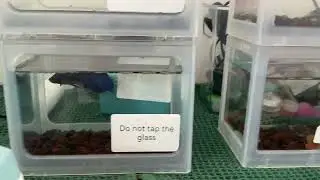 I put stickers on my aquarium and aerator and filter 