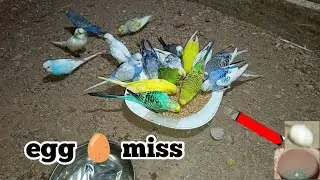 Bagrey parrot 🦜 na eggs 🥚 neecha penke thia