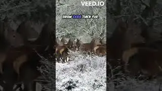 🦌❄️ Winter Survival Secrets of Deer! 🌿🌨️
