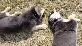 Slo-mo foster puppy play time