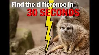 Spot the changing difference | Pictures Puzzle | The photo will change | Brain training