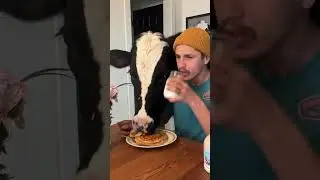 Trying to eat breakfast with Bruce! #cow #brucethecow #food #snack #first #animals #foodreview.