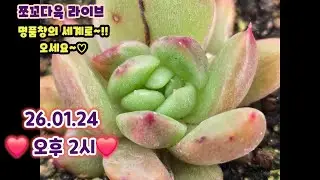 #쪼꼬다육-라이브 방송 01.24 오후2시 ❤️ #쪼꼬신품종창 #명품창 #명품창자구❤️#카드결재가능